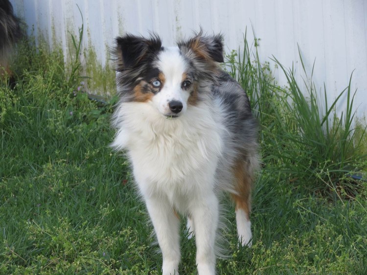 Мелитео Кинидио