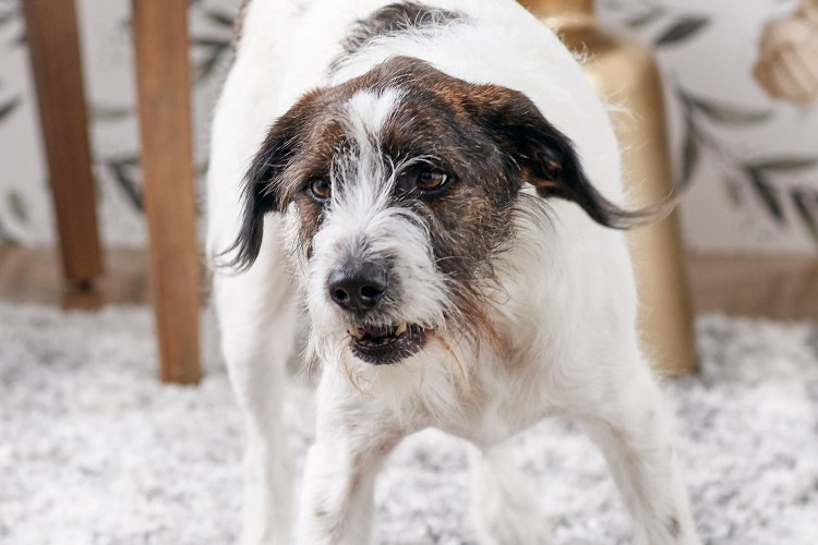 Самая красивая собака в мире фото