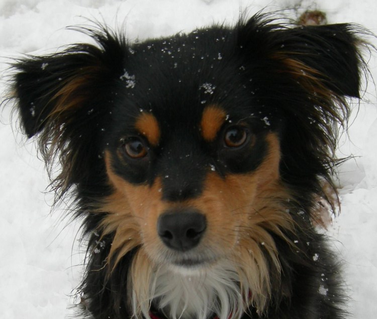 Флинт собака