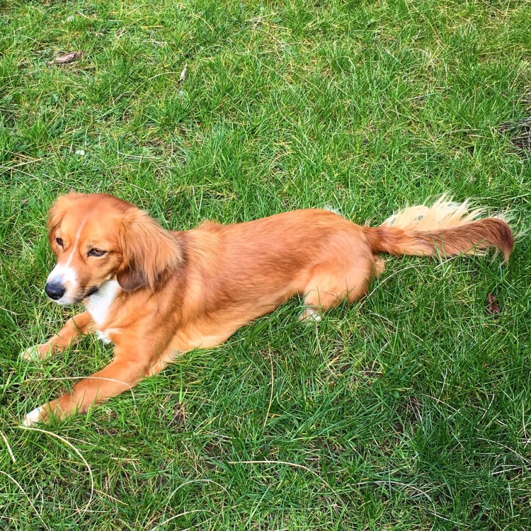 Алопекис Греческая дворняжка