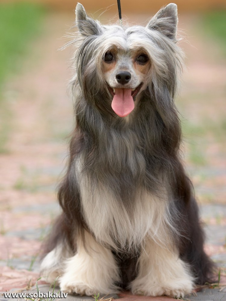 Лайка с тонким хвостом