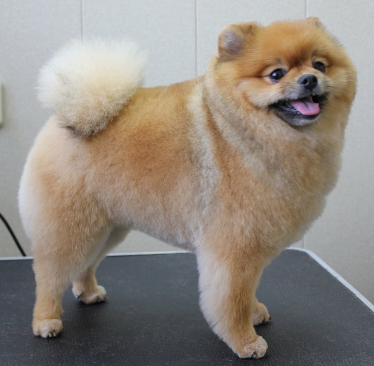 Тибетский шпиц