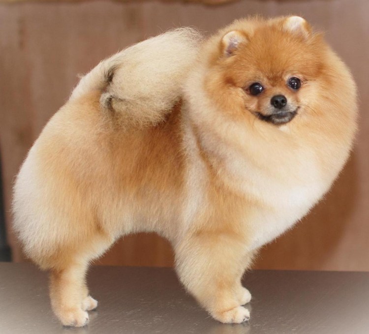 Померанский шпиц подстриженный