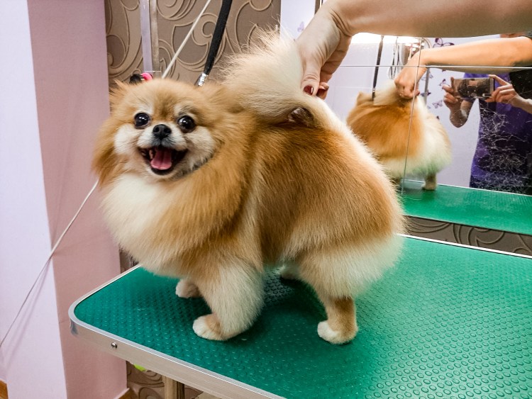 Собачка шпиц карликовый