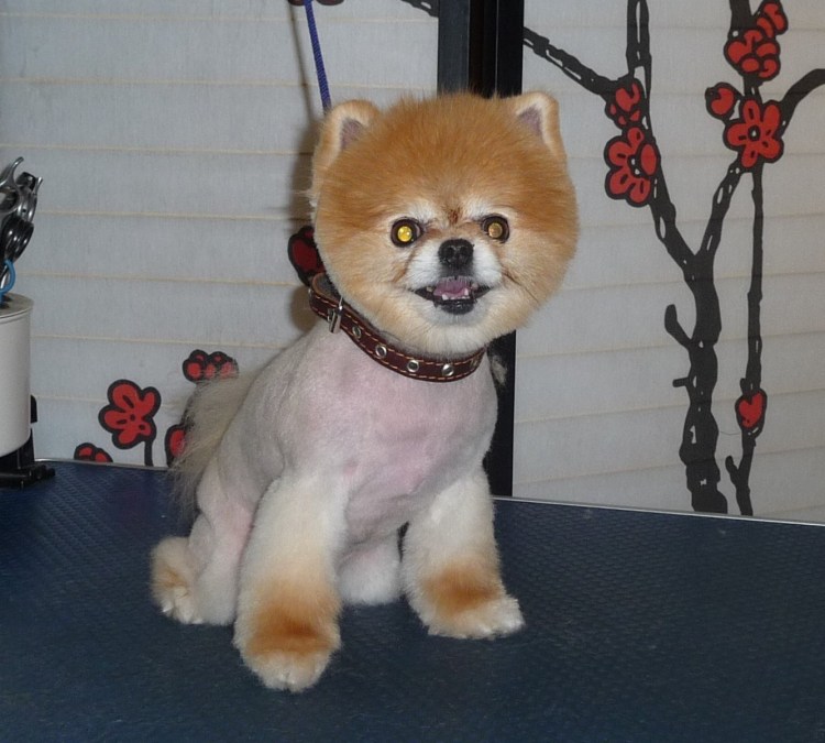 Японский померанский шпиц