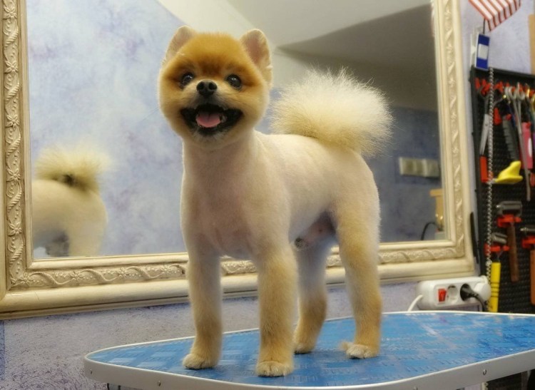 Шпиц померанский карликовый