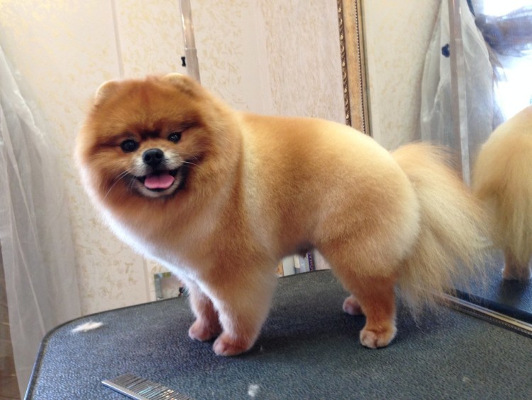 Стрижка для шпица лисичкой