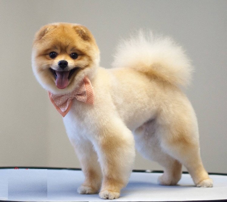 Померанский шпиц подстриженный