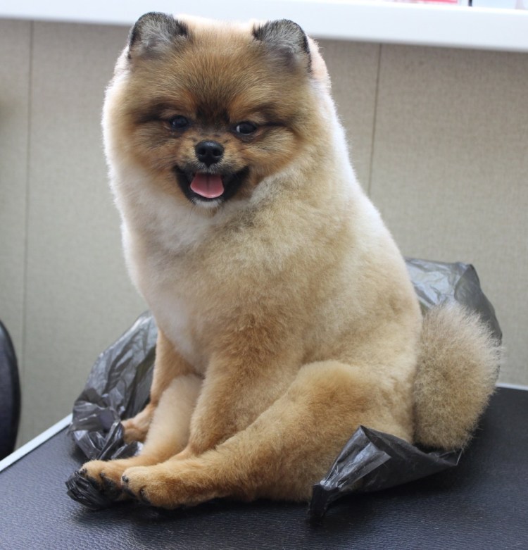 Померанский шпиц стрижка