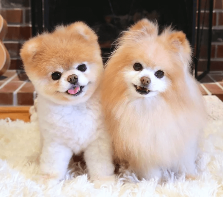 Шпиц померанский нестриженный