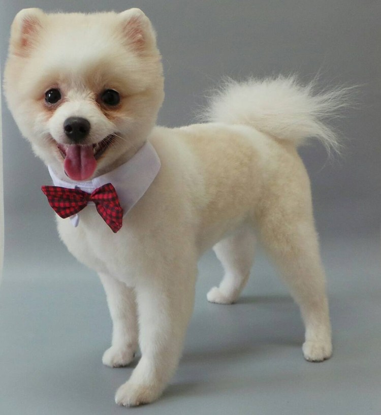 Померанский шпиц стрижка