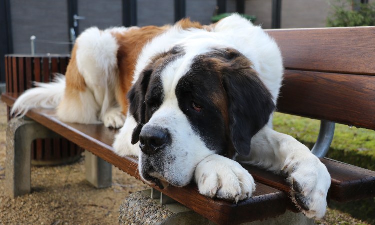 Ленивый пес