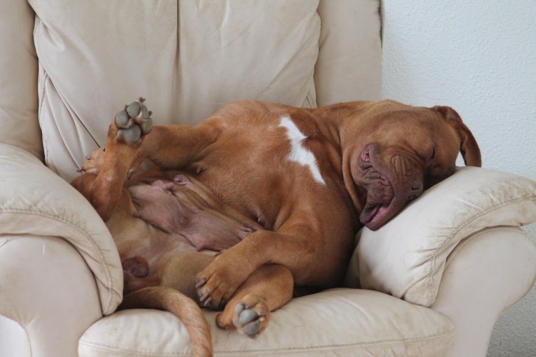 Тёрнер и Хуч порода собаки