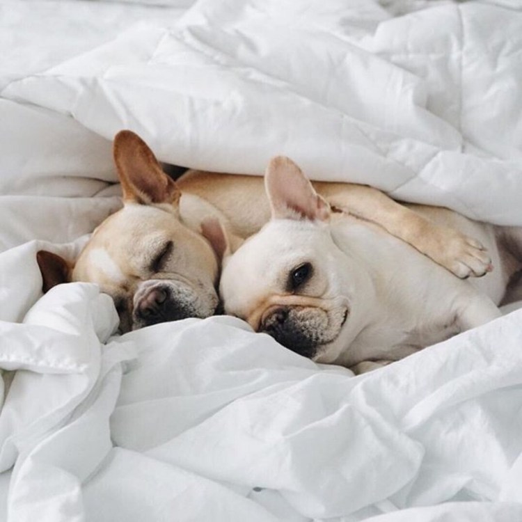 Самый толстый Мопс