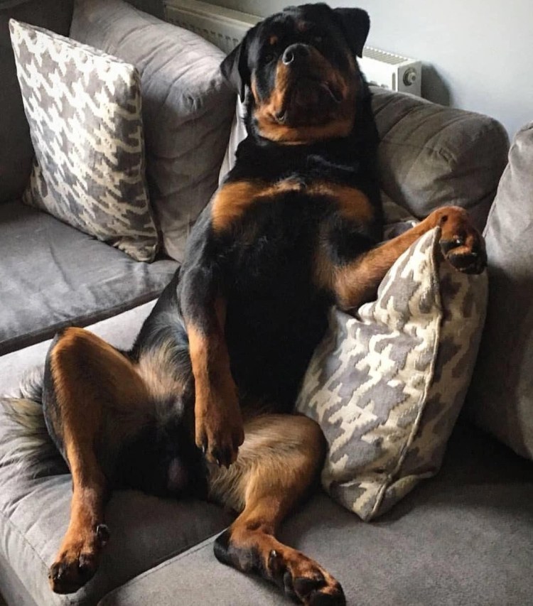 Такса собака толстая