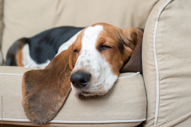 Корги Бассет порода