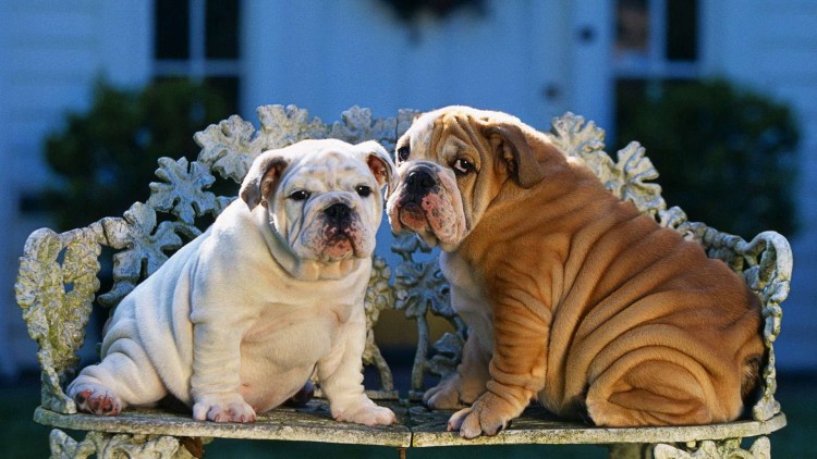 Самая ленивая порода собак