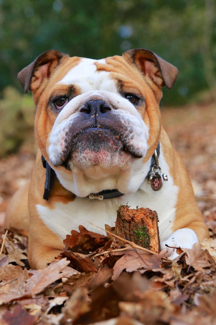 Чау чау альбинос