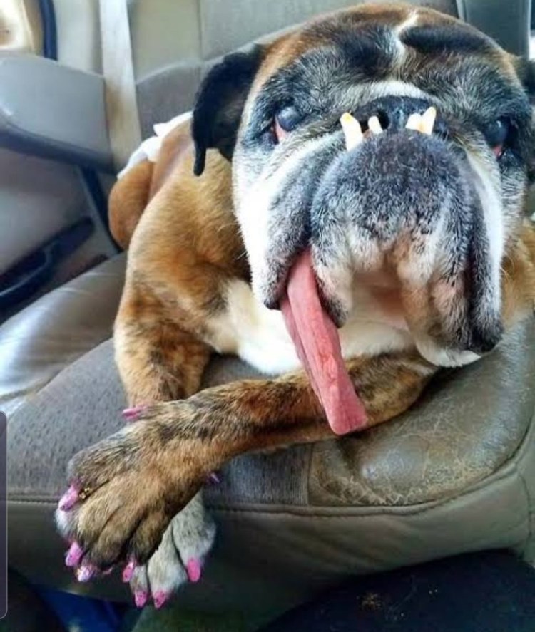 Бульдог жа жа