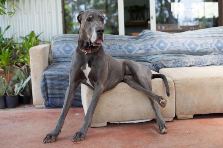 Бернский зенненхунд с человеком на задних лапах