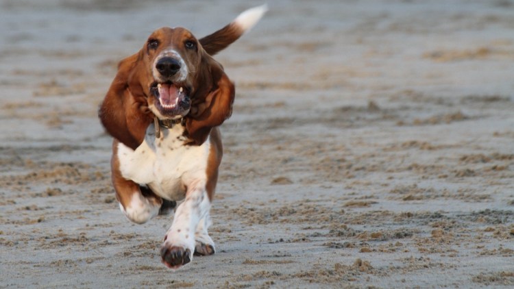 Английский бульдог Оливер