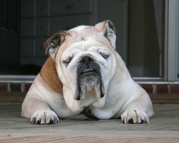 Собака бульдог