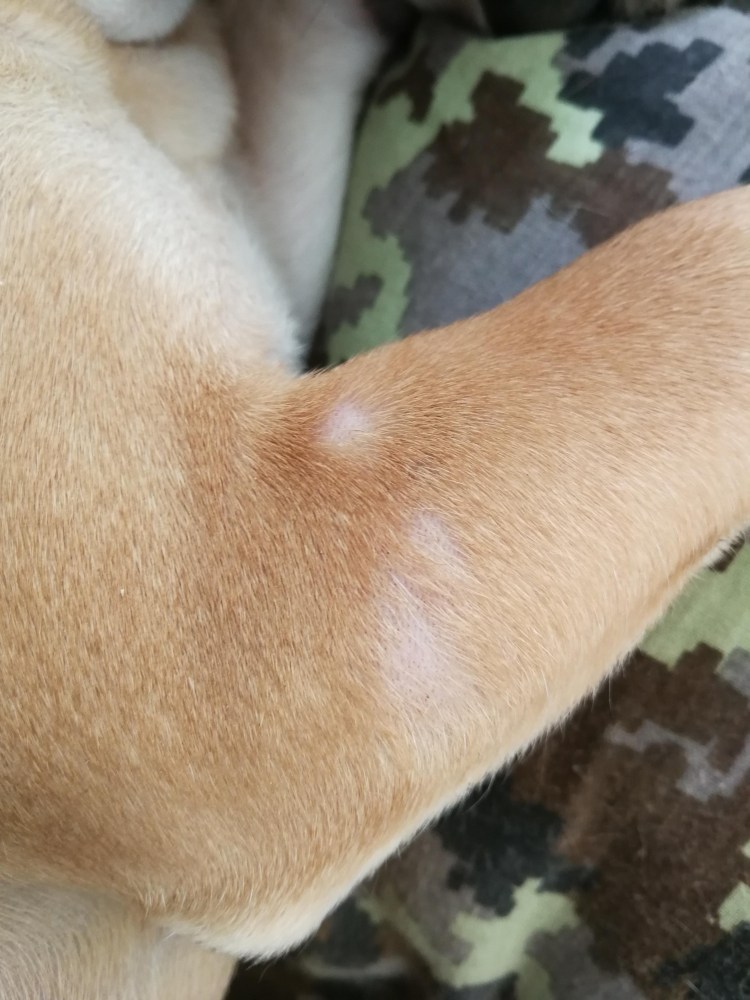 Микроспория (стригущий лишай) у собак