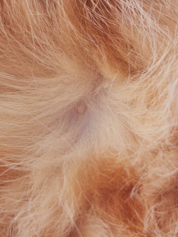 Стригущий лишай у овчарки