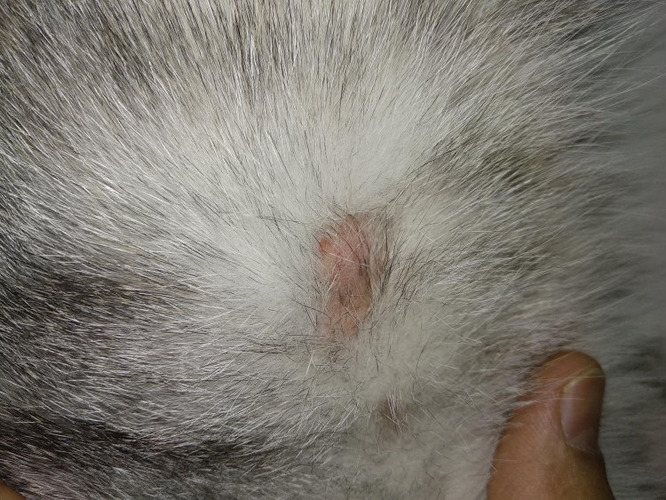 У собаки проплешины на шерсти