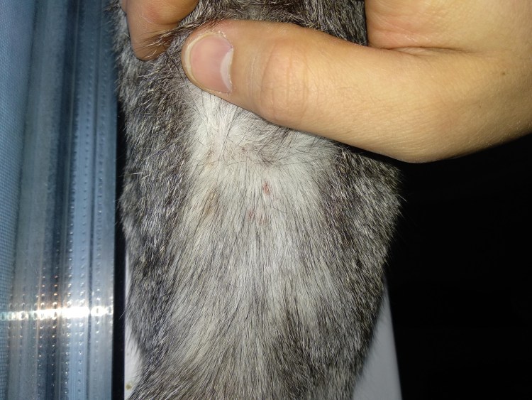 Лизательная гранулема