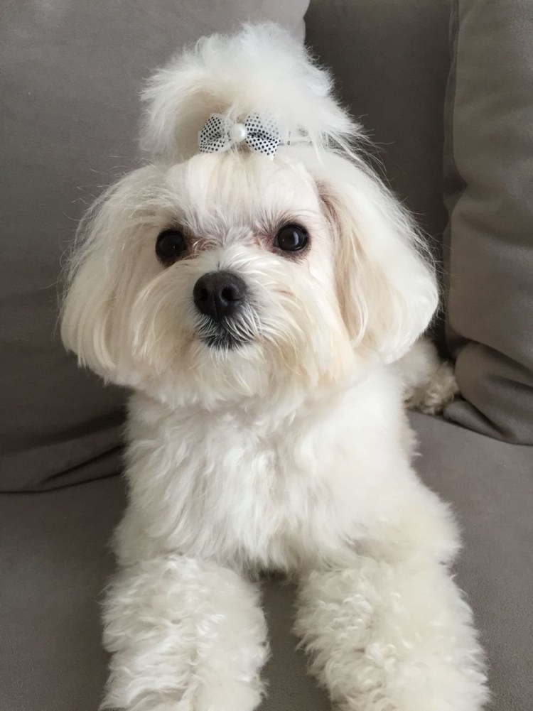 Мальтийская болонка мальтипу