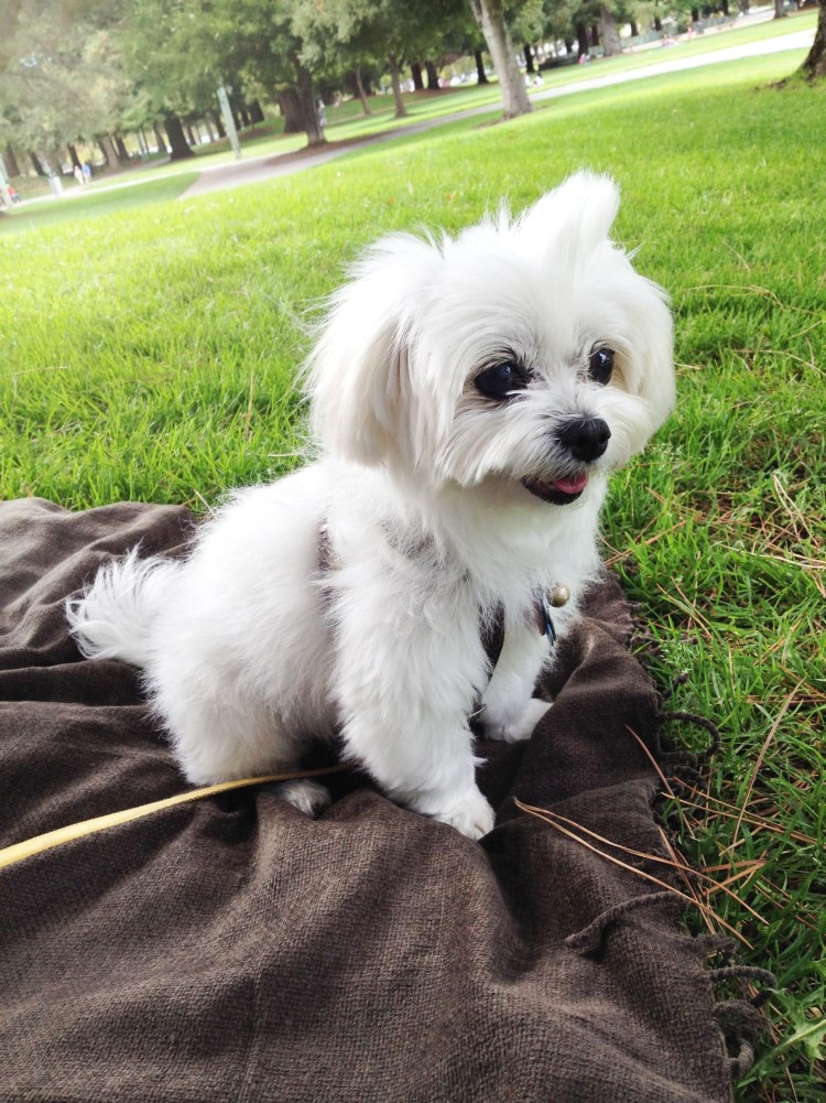 Болонка мальтезе взрослая