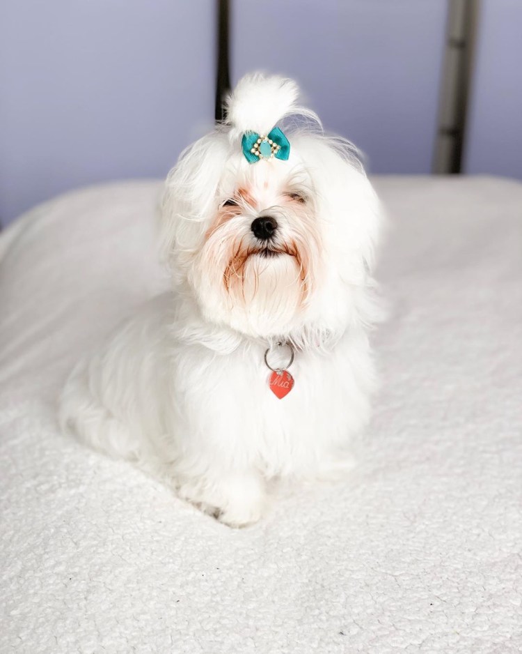 Болонка мальтезе