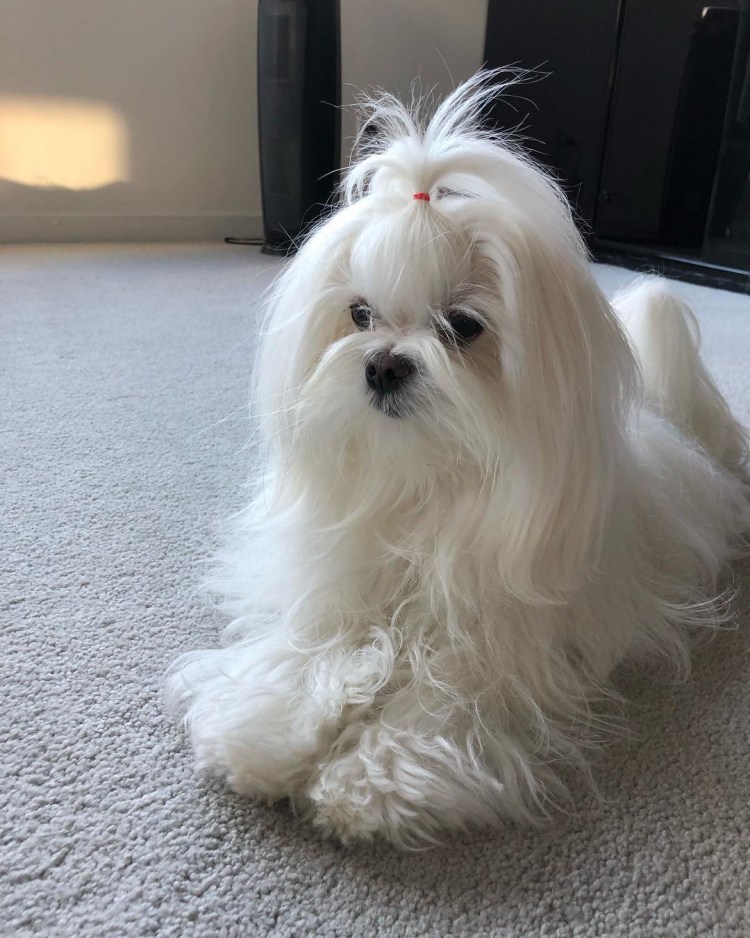 Мальтийская болонка мальтезе