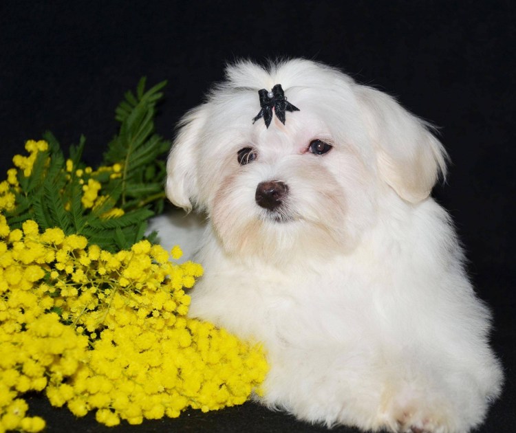 Болонка мальтезе взрослая