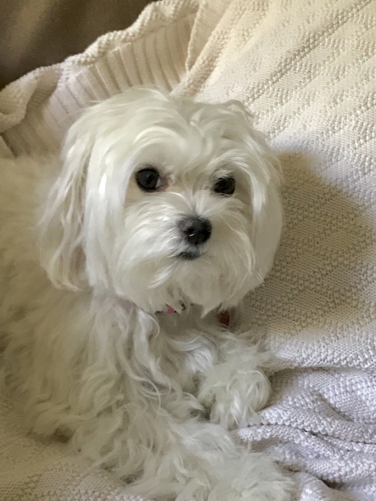 Расцветки мальтезе