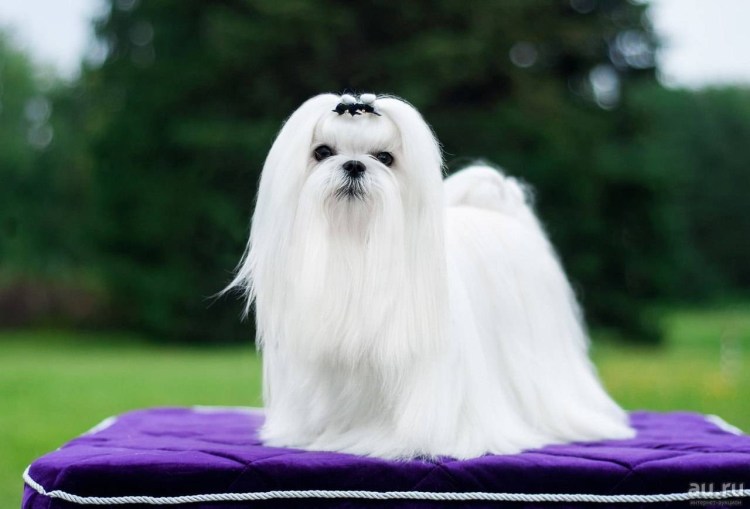 Мальтийская болонка