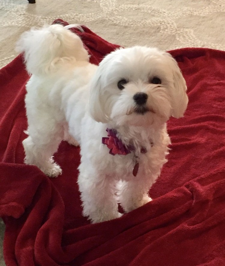 Собачка Мальтийская болонка