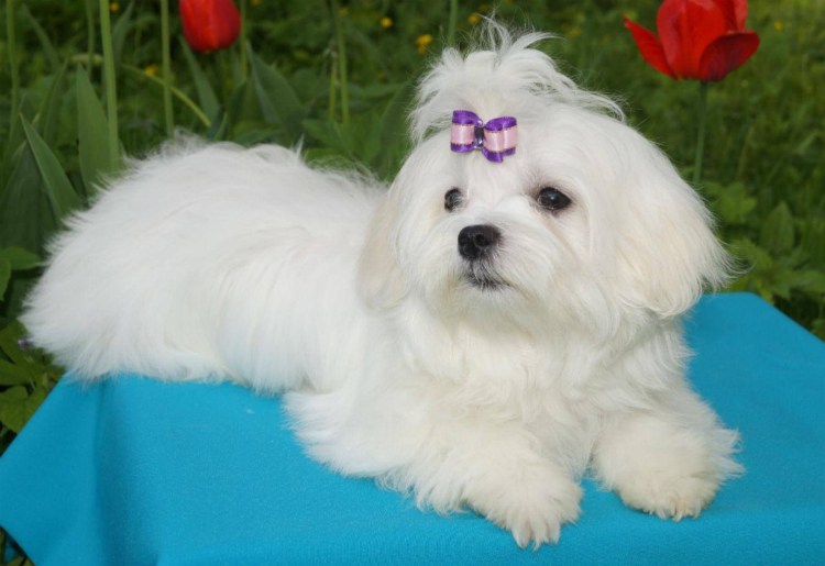 Собачка Мальтийская болонка