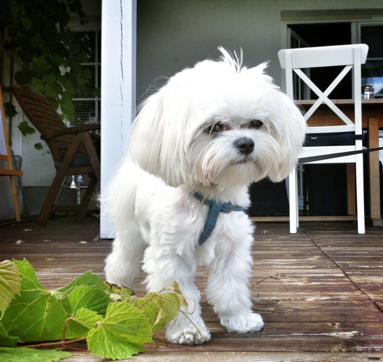 Болонка черная щенок