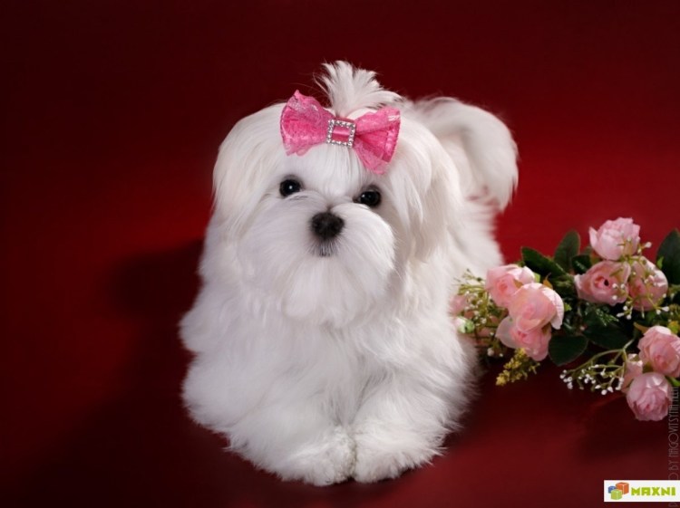 Болонка мальтезе взрослая