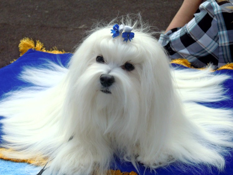 Болонка мальтезе