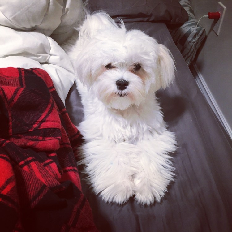 Мальтийская болонка