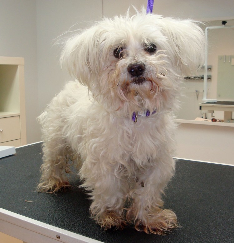 Болонка мальтезе взрослая