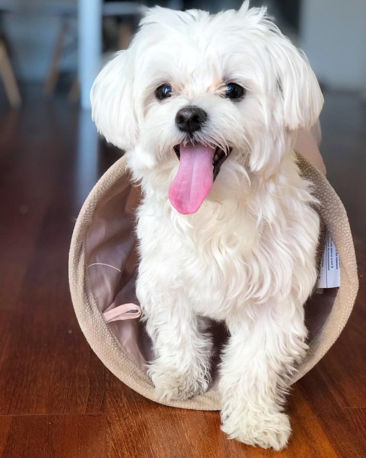 Мальтийская болонка взрослая собака