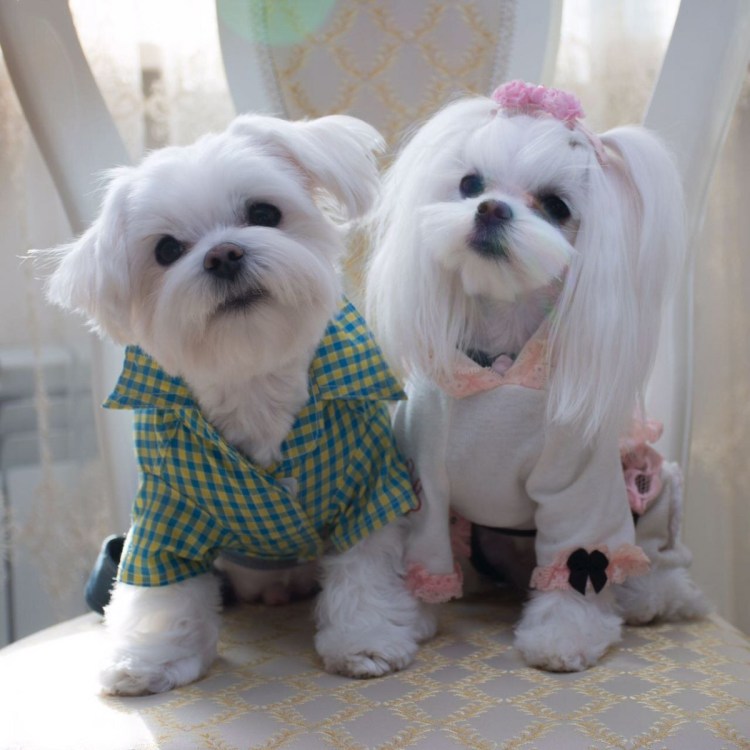 Бельгийская болонка