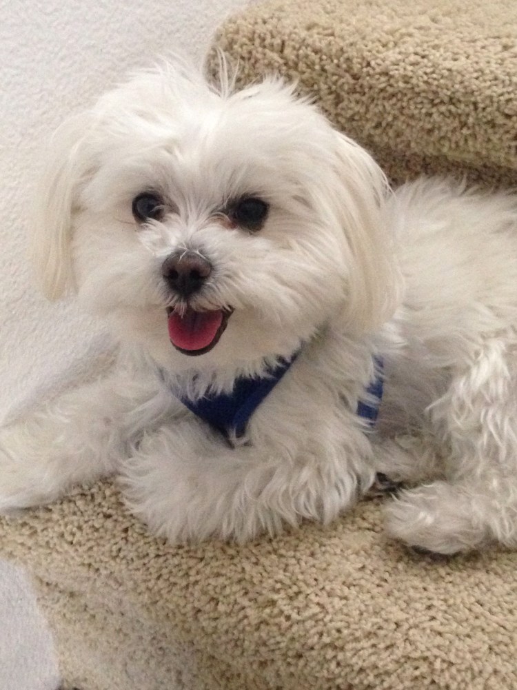 Мальтийская болонка Teacup