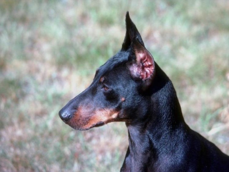 Собака с большими ушами