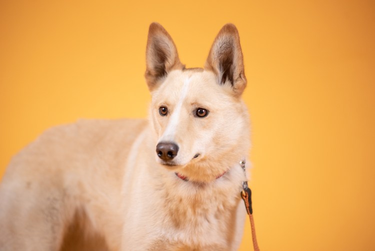 Собачка чихуахуа большими ушами