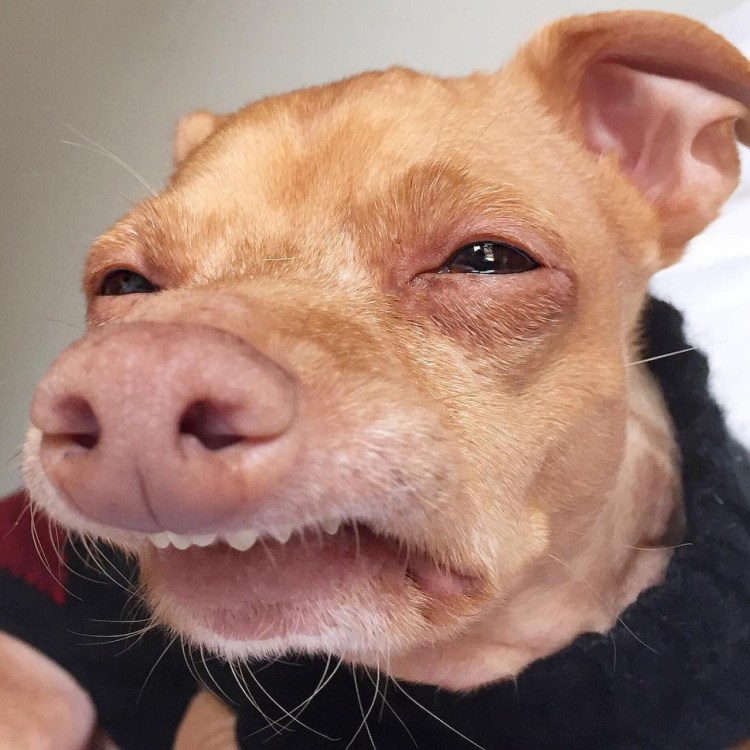 Поденко ибиценко порода